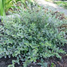 ИВА ПОЛЗУЧАЯ НИТИДА 0,4-0,6 м С3-5 - Cадовый центр "Солнечный", Екатеринбург