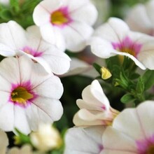 Калибрахоа "ALOHA CLASSIC WHITE" Алоха Классик вайт - Cадовый центр "Солнечный", Екатеринбург