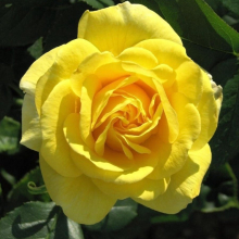 РОЗА ФЛОРИБУНДА "Carte d'Or" КАРТ Д,ОР С6 - Cадовый центр "Солнечный", Екатеринбург