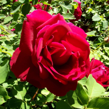 РОЗА КАНАДСКАЯ ПАРКОВАЯ "Cuthbert Grant" КАТБЕРТ ГРАНТ С7 - Cадовый центр "Солнечный", Екатеринбург