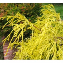 КИПАРИСОВИК ГОРОХОПЛОДНЫЙ "Filifera Aurea" ФИЛИФЕРА АУРЕА С3 - Cадовый центр "Солнечный", Екатеринбург