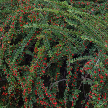 КИЗИЛЬНИК ГОРИЗОНТАЛЬНЫЙ C3 - Cадовый центр "Солнечный", Екатеринбург