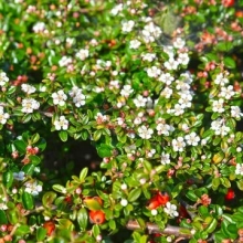 КИЗИЛЬНИК ДАММЕРА C3 - Cадовый центр "Солнечный", Екатеринбург