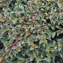 КИЗИЛЬНИК ГОРИЗОНТАЛЬНЫЙ ВАРИЕГАТУС C3 - Cадовый центр "Солнечный", Екатеринбург