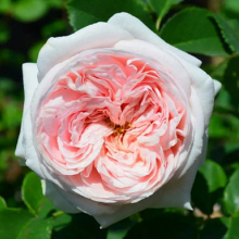 РОЗА ДЭВИДА ОСТИНА "Claire Rose" КЛЭР РОУЗ С7 - Cадовый центр "Солнечный", Екатеринбург