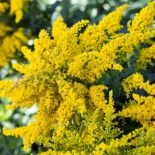 ЗОЛОТАРНИК (СОЛИДАГО) КАНАДСКИЙ "Cloth of Gold" КЛОС ОФ ГОЛД С1,6-2 - Cадовый центр "Солнечный", Екатеринбург