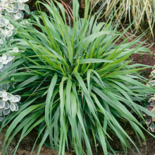 КОРОТКОНОЖКА ЛЕСНАЯ С2-3 - Cадовый центр "Солнечный", Екатеринбург