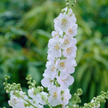 КОРОВЯК ГИБРИДНЫЙ "White Domino" УАЙТ ДОМИНО С2-3 - Cадовый центр "Солнечный", Екатеринбург