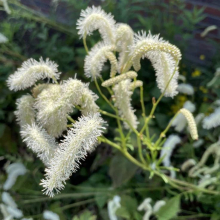 КРОВОХЛЕБКА ТОНКОЛИСТНАЯ "Korean Snow" КОРИЭН СНОУ С2-3 - Cадовый центр "Солнечный", Екатеринбург