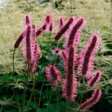 КРОВОХЛЕБКА МЕНЗИСА "Wake Up" ВЕЙК АП С2-3 - Cадовый центр "Солнечный", Екатеринбург