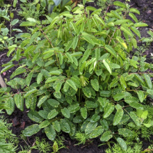 КРОВОХЛЕБКА ЛЕКАРСТВЕННАЯ "Lemon Splash" ЛЕМОН СПЛЭШ С2-3 - Cадовый центр "Солнечный", Екатеринбург