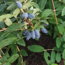 ЖИМОЛОСТЬ "КРУПНАЯ ДЕСЕРТНАЯ" С5 - Cадовый центр "Солнечный", Екатеринбург