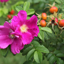 ШИПОВНИК "КРУПНОПЛОДНЫЙ ВНИВИ" С3 - Cадовый центр "Солнечный", Екатеринбург