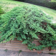 МОЖЖЕВЕЛЬНИК ЛЕЖАЧИЙ "Nana" НАНА С3 - Cадовый центр "Солнечный", Екатеринбург