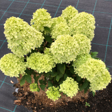 ГОРТЕНЗИЯ МЕТЕЛЬЧАТАЯ "Little Passion" ЛИТТЛ ПЭШИОН C7-10 - Cадовый центр "Солнечный", Екатеринбург