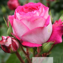 РОЗА ЧАЙНО-ГИБРИДНАЯ “Maxim” МАКСИМ С6 - Cадовый центр "Солнечный", Екатеринбург