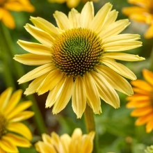 ЭХИНАЦЕЯ ПУРПУРНАЯ "Mellow Yellows" МЕЛЛОУ ЕЛЛОУ C1,6-2 - Cадовый центр "Солнечный", Екатеринбург