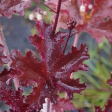 ГЕЙХЕРА МЕЛКОЦВЕТКОВАЯ «Melting Fire» МИЛТИНГ ФАЙЕР С1,6-2 - Cадовый центр "Солнечный", Екатеринбург