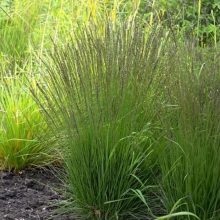 МОЛИНИЯ ГОЛУБАЯ "Torch" ТОРЧ С3 - Cадовый центр "Солнечный", Екатеринбург