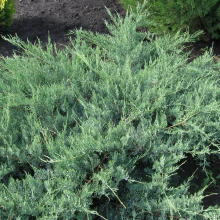 МОЖЖЕВЕЛЬНИК ВИРГИНСКИЙ "Hetz" ХЕТЦ С7,5 - Cадовый центр "Солнечный", Екатеринбург