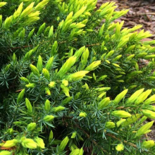 МОЖЖЕВЕЛЬНИК ПРИБРЕЖНЫЙ "Sunflower" САНФЛАУЭР 0,2-0,3 м С3 - Cадовый центр "Солнечный", Екатеринбург