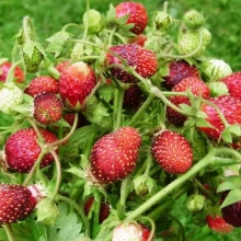 ЗЕМЛЯНИКА МУСКАТНАЯ (МУСКУСНАЯ) С2 - Cадовый центр "Солнечный", Екатеринбург