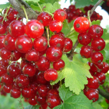 СМОРОДИНА КРАСНАЯ "НАТАЛИ" С3 - Cадовый центр "Солнечный", Екатеринбург