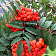 РЯБИНА ОБЫКНОВЕННАЯ "НЕВЕЖИНСКАЯ" С2-3 - Cадовый центр "Солнечный", Екатеринбург