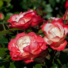 РОЗА ЧАЙНО-ГИБРИДНАЯ “Nostalgie” НОСТАЛЬЖИ С6 - Cадовый центр "Солнечный", Екатеринбург