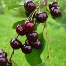 ВИШНЯ "НОВЕЛЛА" С20 - Cадовый центр "Солнечный", Екатеринбург