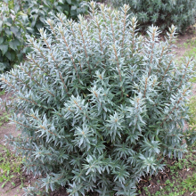 ОБЛЕПИХА "Hikul" ХИКУЛ (мужская) С5 - Cадовый центр "Солнечный", Екатеринбург