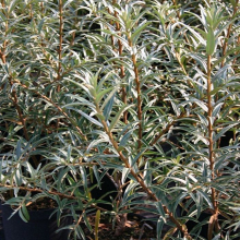 ОБЛЕПИХА "Pollmix" ПОЛМИКС (мужская) С2-3 - Cадовый центр "Солнечный", Екатеринбург