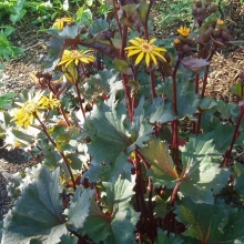 БУЗУЛЬНИК ГИБРИДНЫЙ "Osirs Fantaisy" ОСИРИС ФЭНТЭЗИ С2-3 - Cадовый центр "Солнечный", Екатеринбург