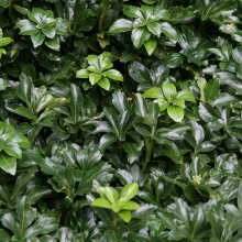 ПАХИЗАНДРА ВЕРХУШЕЧНАЯ "Green Sheen" ГРИН ШИН С2-3 - Cадовый центр "Солнечный", Екатеринбург