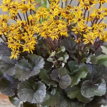 БУЗУЛЬНИК ЗУБЧАТЫЙ "Pandora" ПАНДОРА С2-3 - Cадовый центр "Солнечный", Екатеринбург