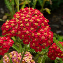 ТЫСЯЧЕЛИСТНИК ОБЫКНОВЕННЫЙ "Paprika" ПАПРИКА C1,6-2 - Cадовый центр "Солнечный", Екатеринбург