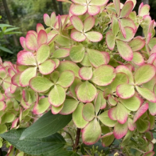 ГОРТЕНЗИЯ МЕТЕЛЬЧАТАЯ "Pastelgreen" ПАСТЕЛЬГРИН C7-10 - Cадовый центр "Солнечный", Екатеринбург