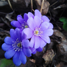 Печёночница остродольчатая C1,6-2 - Cадовый центр "Солнечный", Екатеринбург