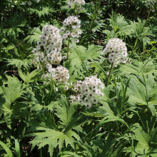 БЕЛОКОПЫТНИК ТАТЕВАКИ С2 - Cадовый центр "Солнечный", Екатеринбург
