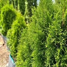 ТУЯ ЗАПАДНАЯ "Petit Smaragd" ПЕТИТ СМАРАГД 0,15-0,2 м С3 - Cадовый центр "Солнечный", Екатеринбург