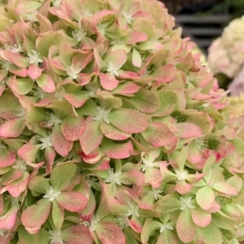 ГОРТЕНЗИЯ МЕТЕЛЬЧАТАЯ "Pixio" ПИКСИО C7-10 - Cадовый центр "Солнечный", Екатеринбург