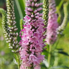 ВЕРОНИКА ГИБРИДНАЯ "Pink Harmony" ПИНК ХАРМОНИ С2-3 - Cадовый центр "Солнечный", Екатеринбург