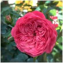 РОЗА ЧАЙНО-ГИБРИДНАЯ “Pink Piano” ПИНК ПИАНО С6 - Cадовый центр "Солнечный", Екатеринбург