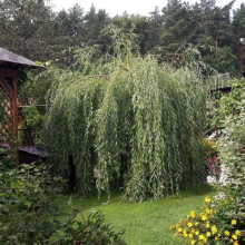 ИВА "ПЛАКУЧИЙ ГНОМ" 1-1,25 м С3-5 - Cадовый центр "Солнечный", Екатеринбург