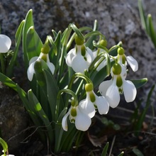 ПОДСНЕЖНИК ЭЛВИСА GALANTHUS ELWESII - Cадовый центр "Солнечный", Екатеринбург