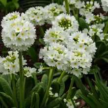 ПРИМУЛА МЕЛКОЗУБЧАТАЯ "Alba" АЛЬБА С2-3 - Cадовый центр "Солнечный", Екатеринбург