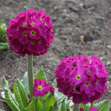 ПРИМУЛА МЕЛКОЗУБЧАТАЯ "Rubra" РУБРА С2-3 - Cадовый центр "Солнечный", Екатеринбург