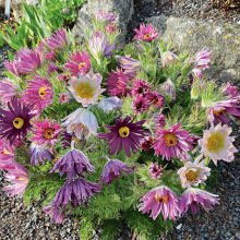 ПРОСТРЕЛ ОБЫКНОВЕННЫЙ "Prima Papagena" ПРИМА ПАПАГЕНА С2-3 - Cадовый центр "Солнечный", Екатеринбург