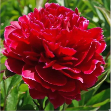 ПИОН МОЛОЧНОЦВЕТКОВЫЙ "Red Sarah Bernhardt" РЭД САРА БЕРНАР С3 - Cадовый центр "Солнечный", Екатеринбург