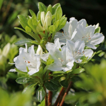 РОДОДЕНДРОН ТУПОЙ "Kermesina Alba" КЕРМЕСИНА АЛЬБА 0,2 м С3 - Cадовый центр "Солнечный", Екатеринбург